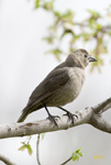 Brown headed Cowbird 2705